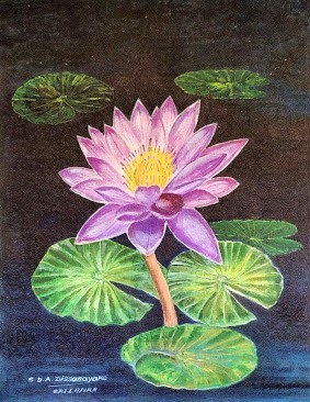 Blue lotus by Amaradewa Dissanayake