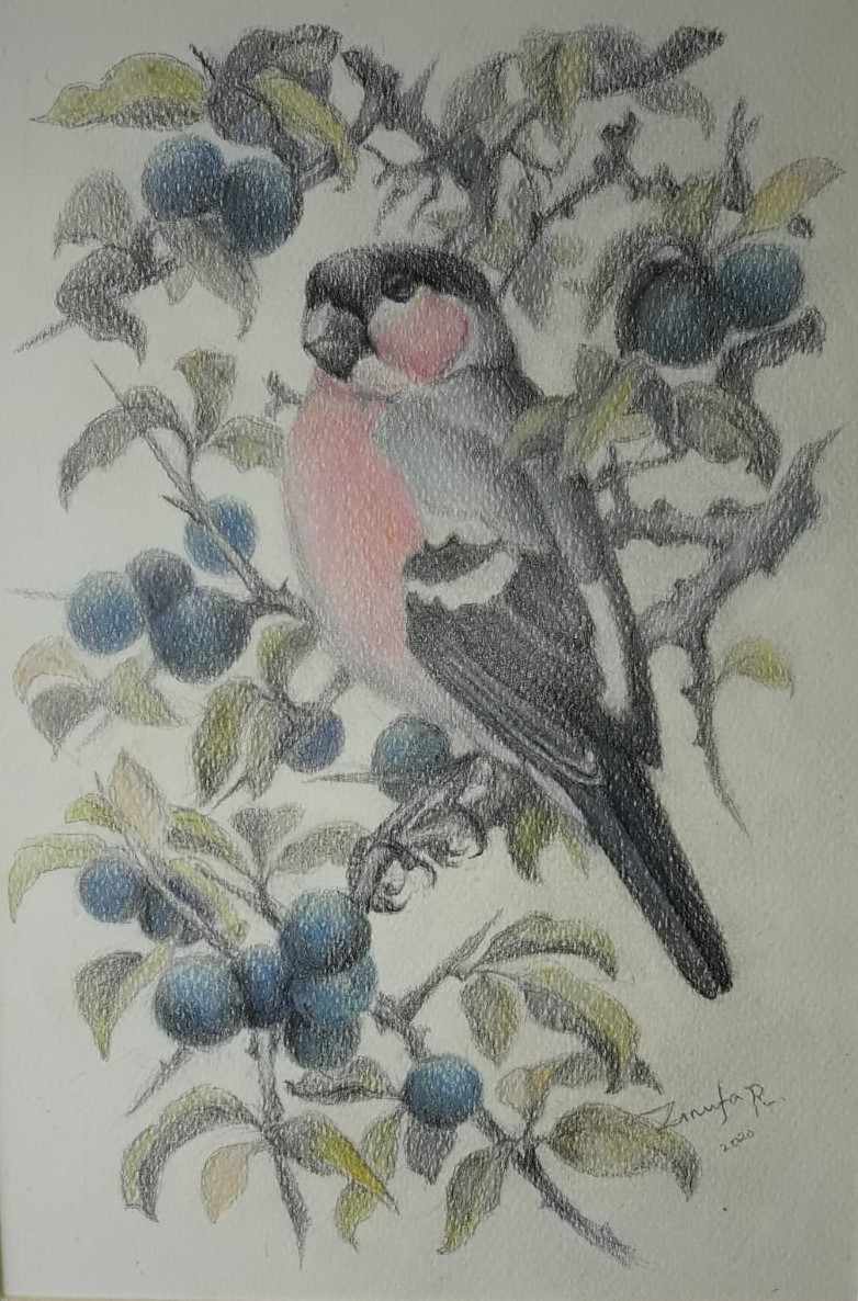 BULLFINCH by Zinufa Razik