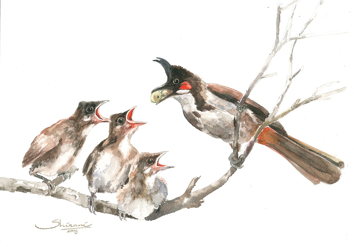 Birds 5 by Shirani Nanayakkara