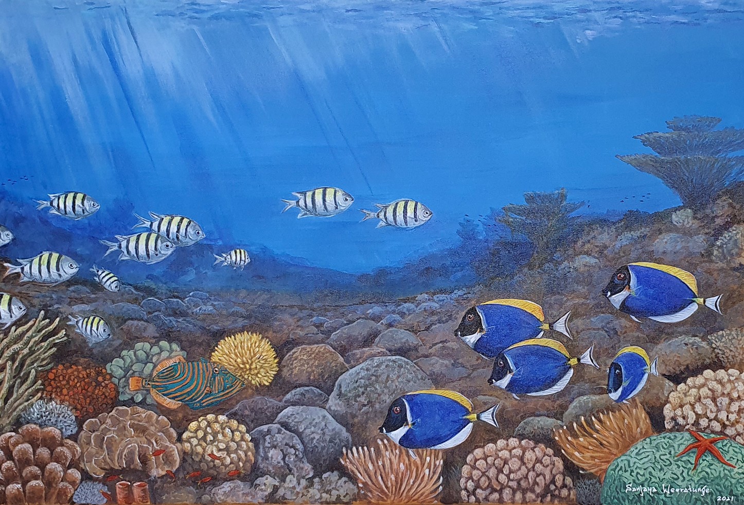 Coral Reef by sanjaya Weeratunge