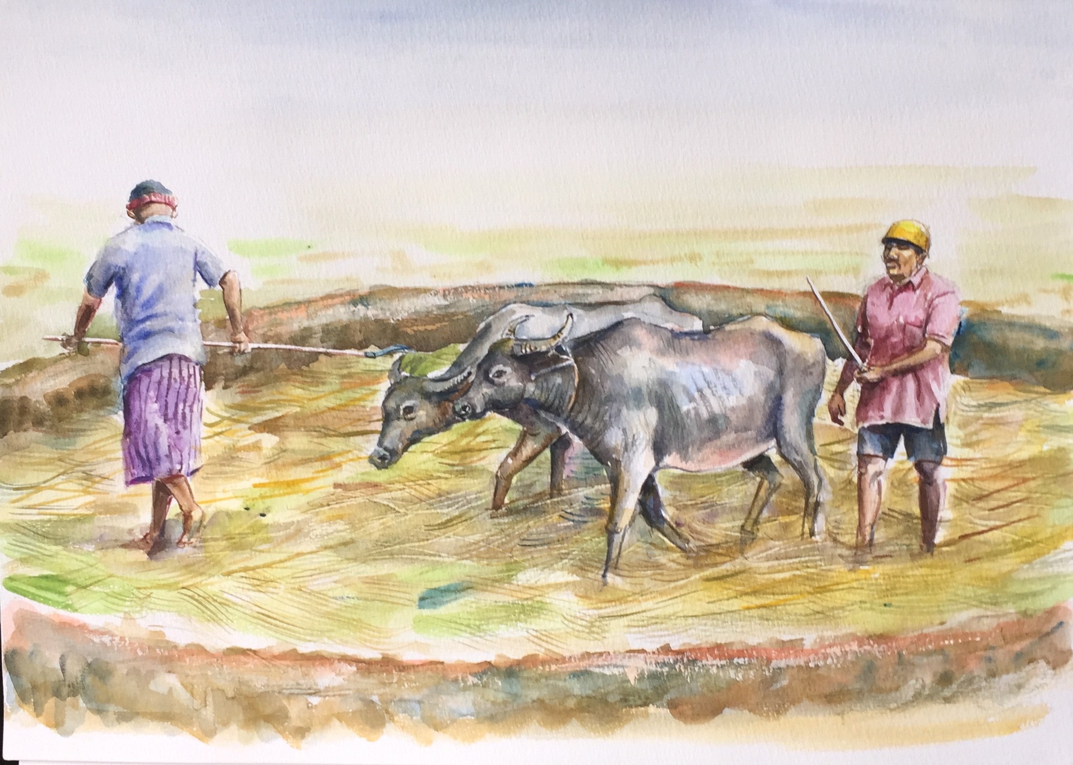Paddy field by Sarath Karunagama