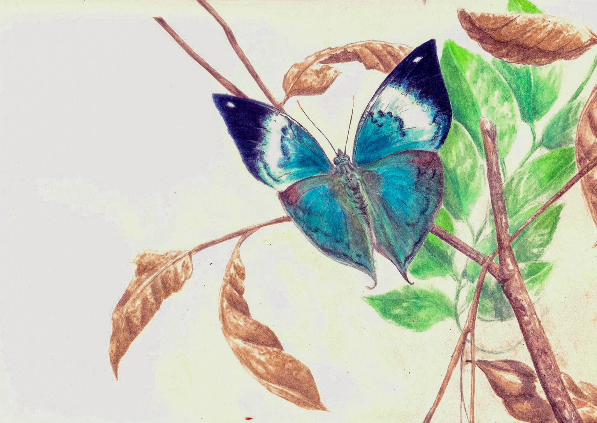 Blue Oak Leaf by Triyon Fernando