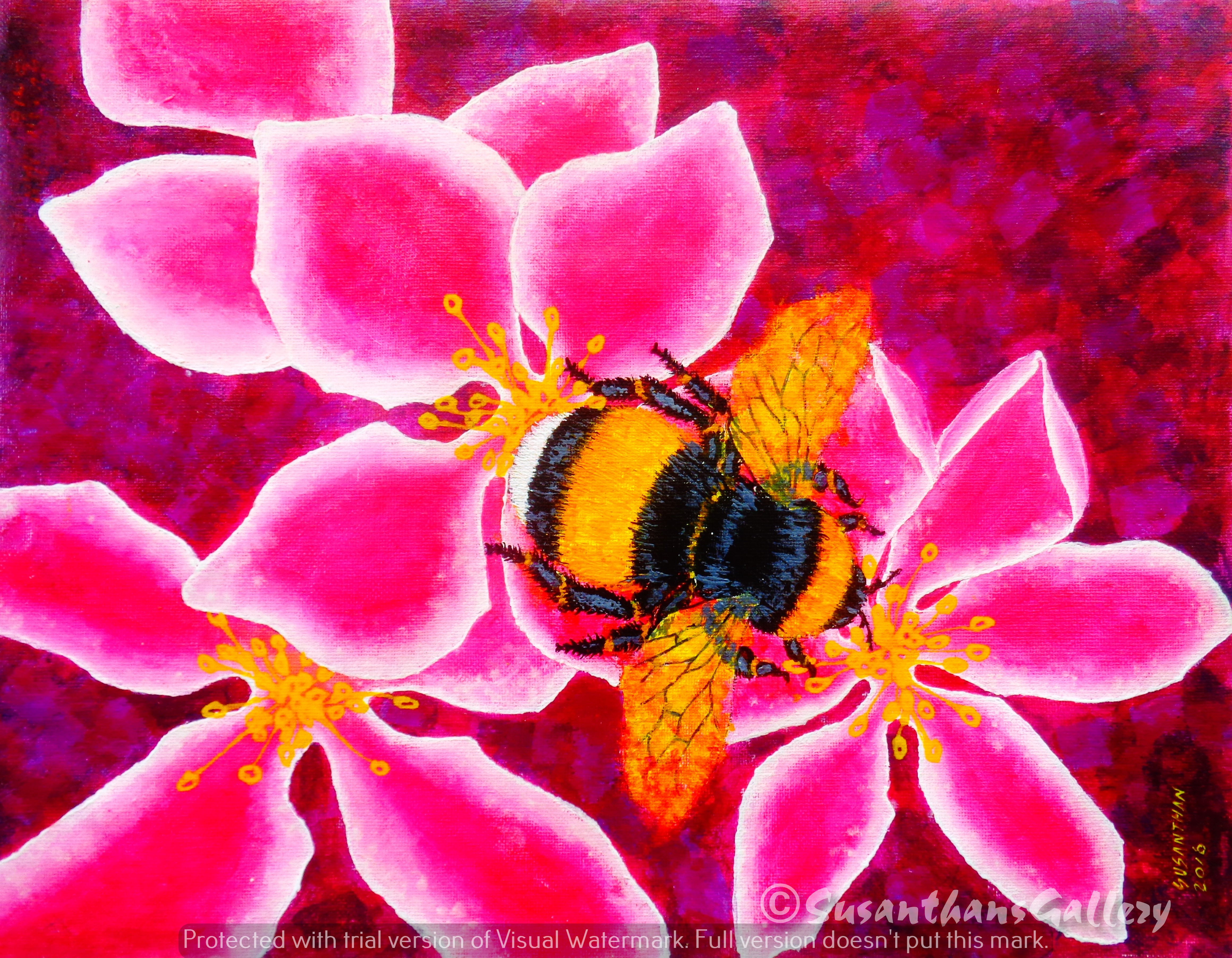 Bee on Pink by Susanthan Sinnathurai