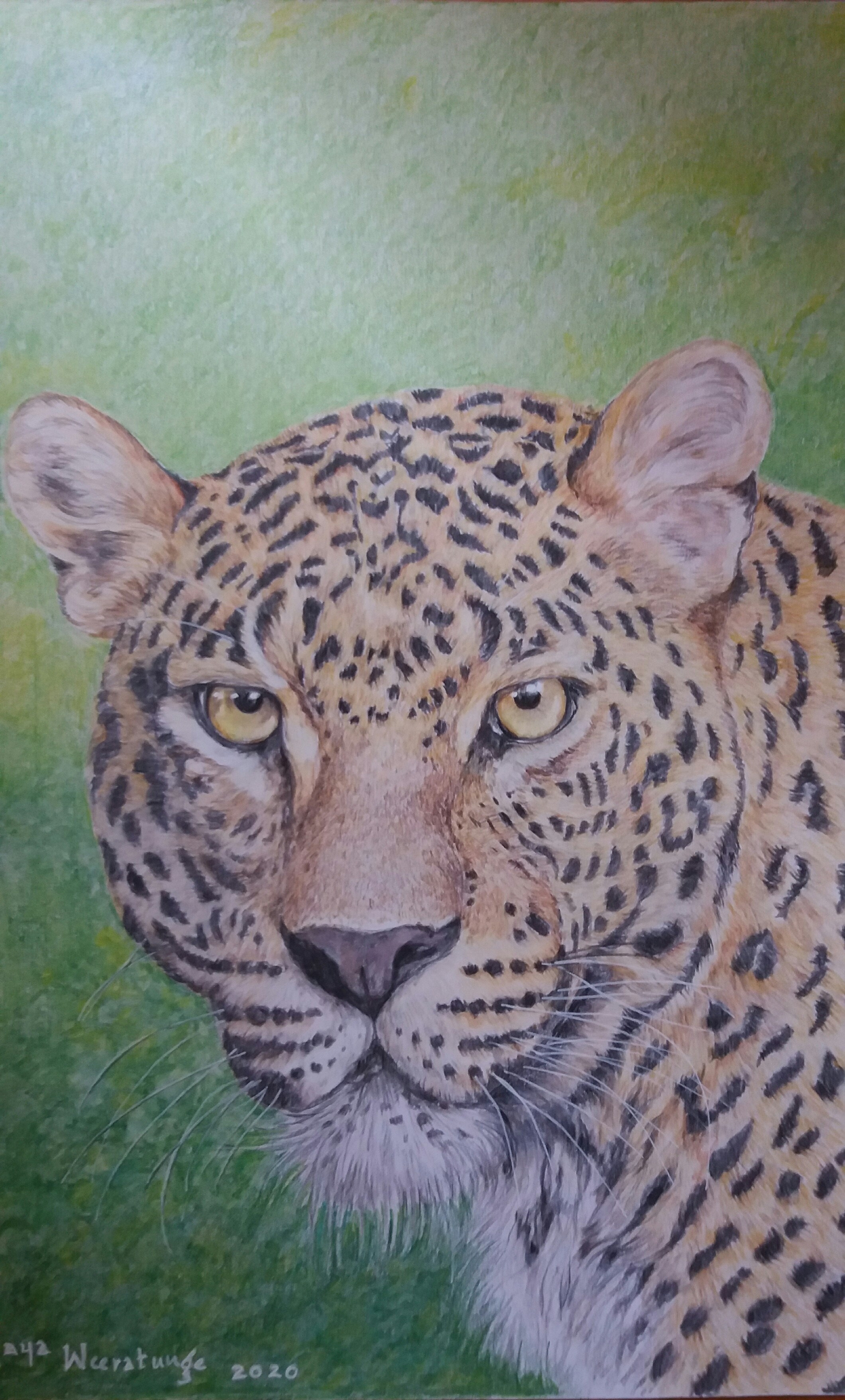 Leopard portrait by sanjaya Weeratunge