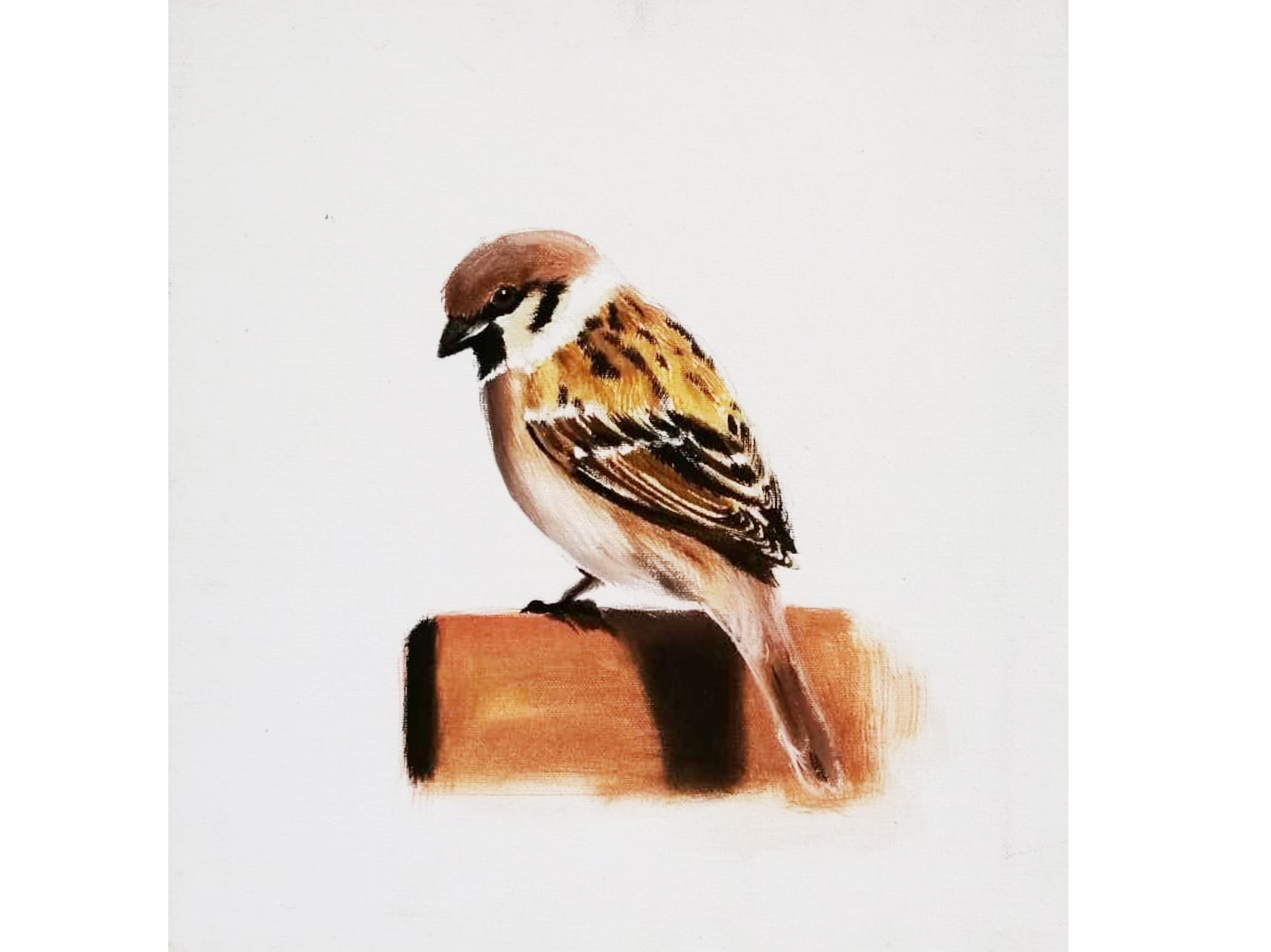 house sparrow by kasun milinda