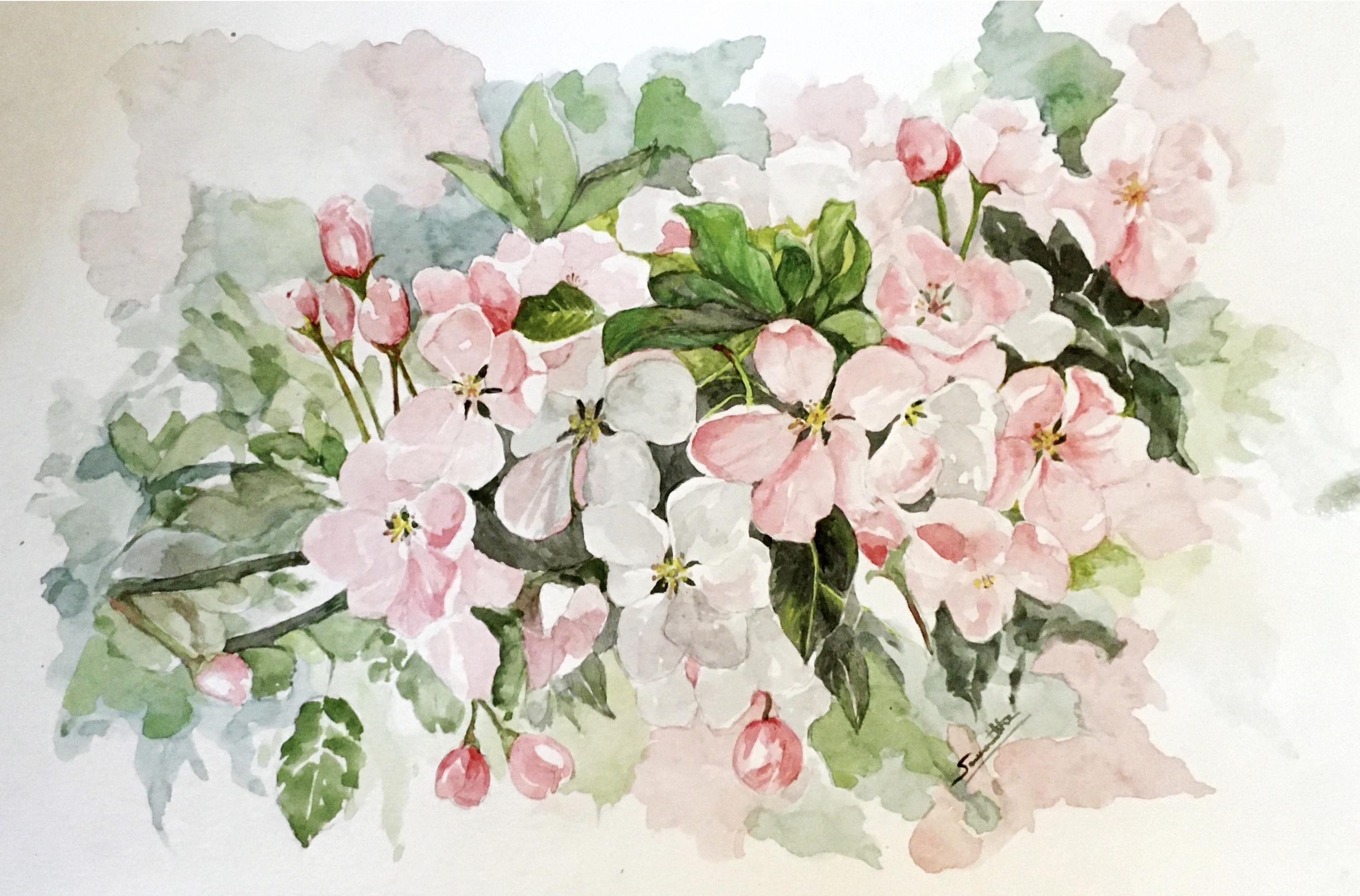Apple flowers by Samantha Wijesinghe