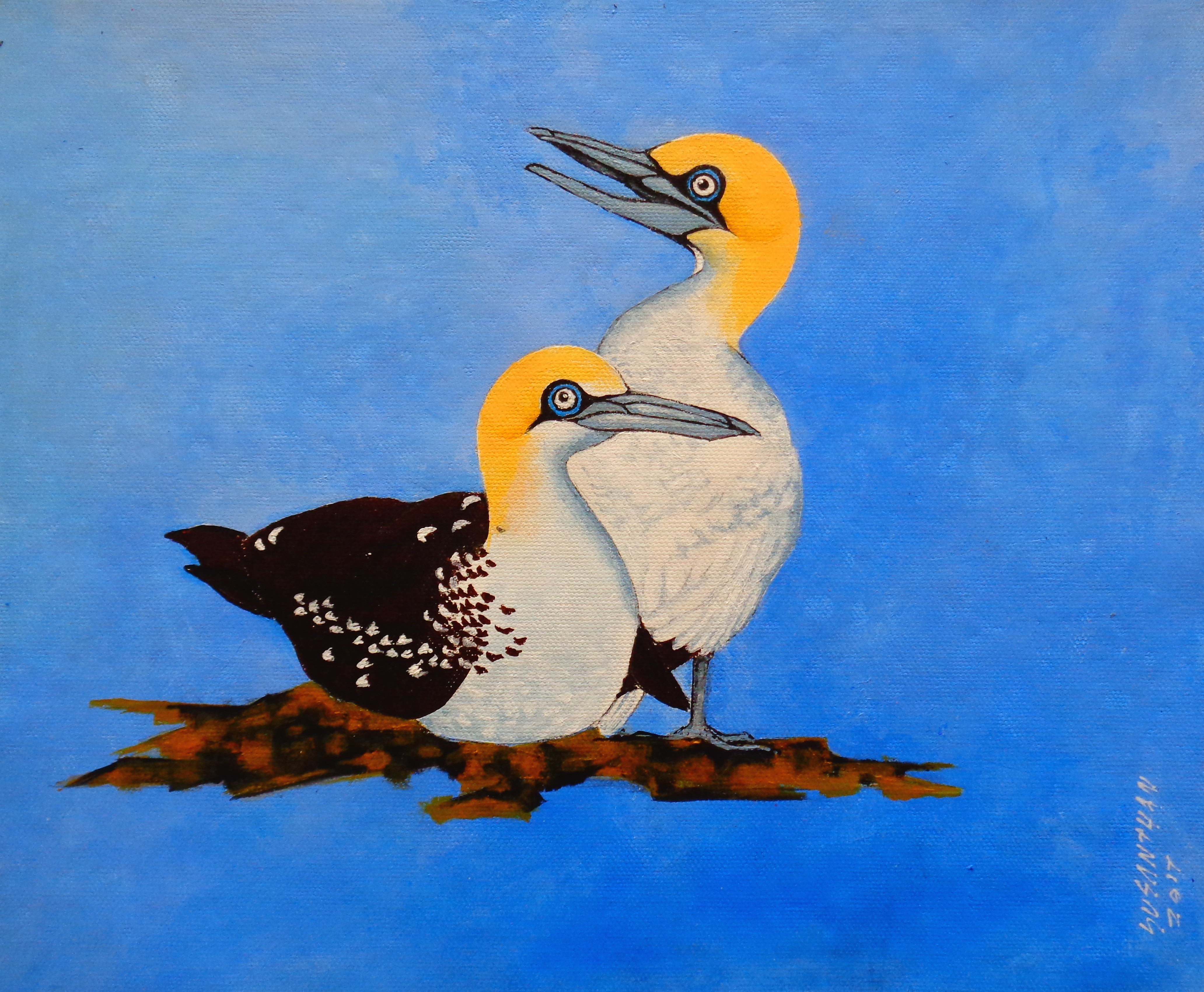 Two Gannet Birds by Susanthan Sinnathurai