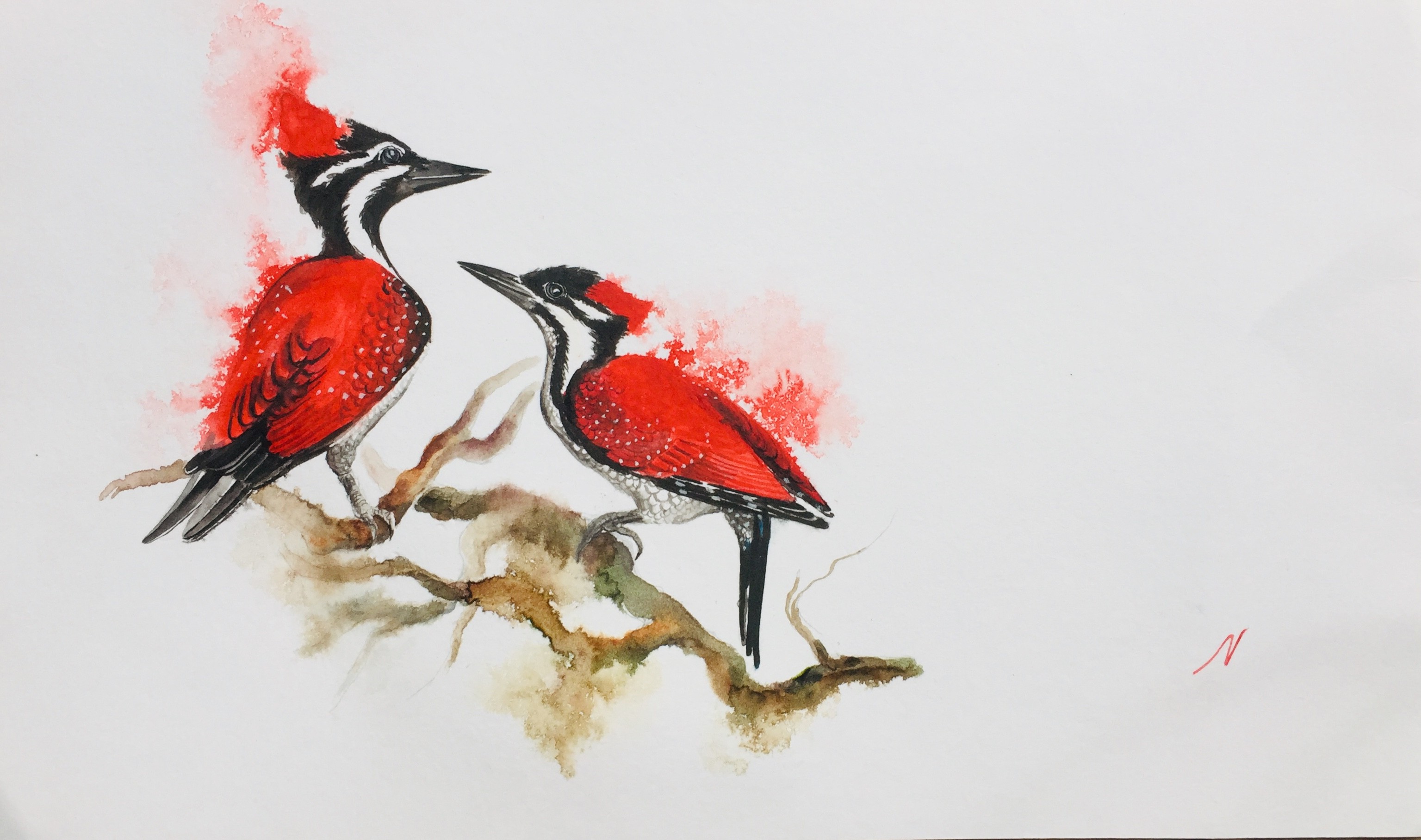 Woodpeckers by NIPUNI MALLIKA ARACHCHI