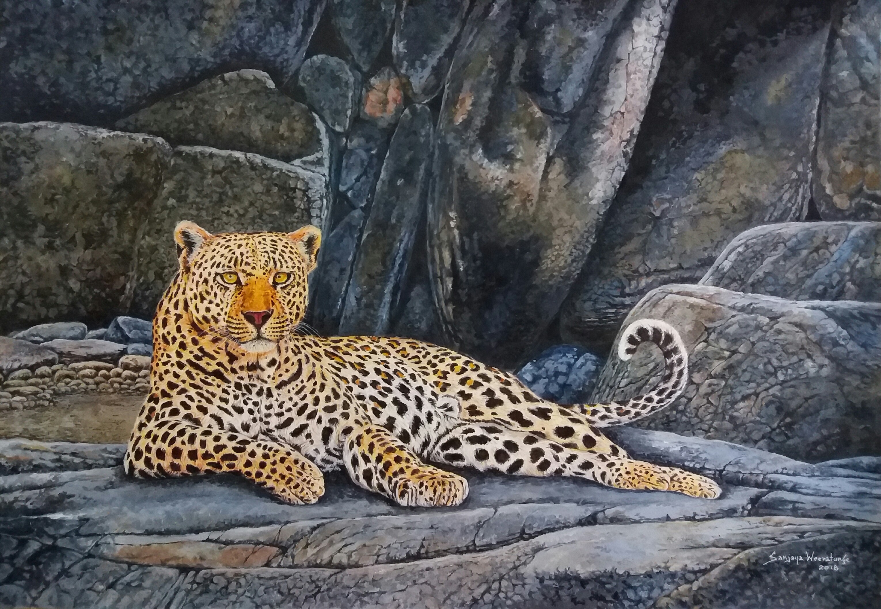 Leopard in relax by sanjaya Weeratunge