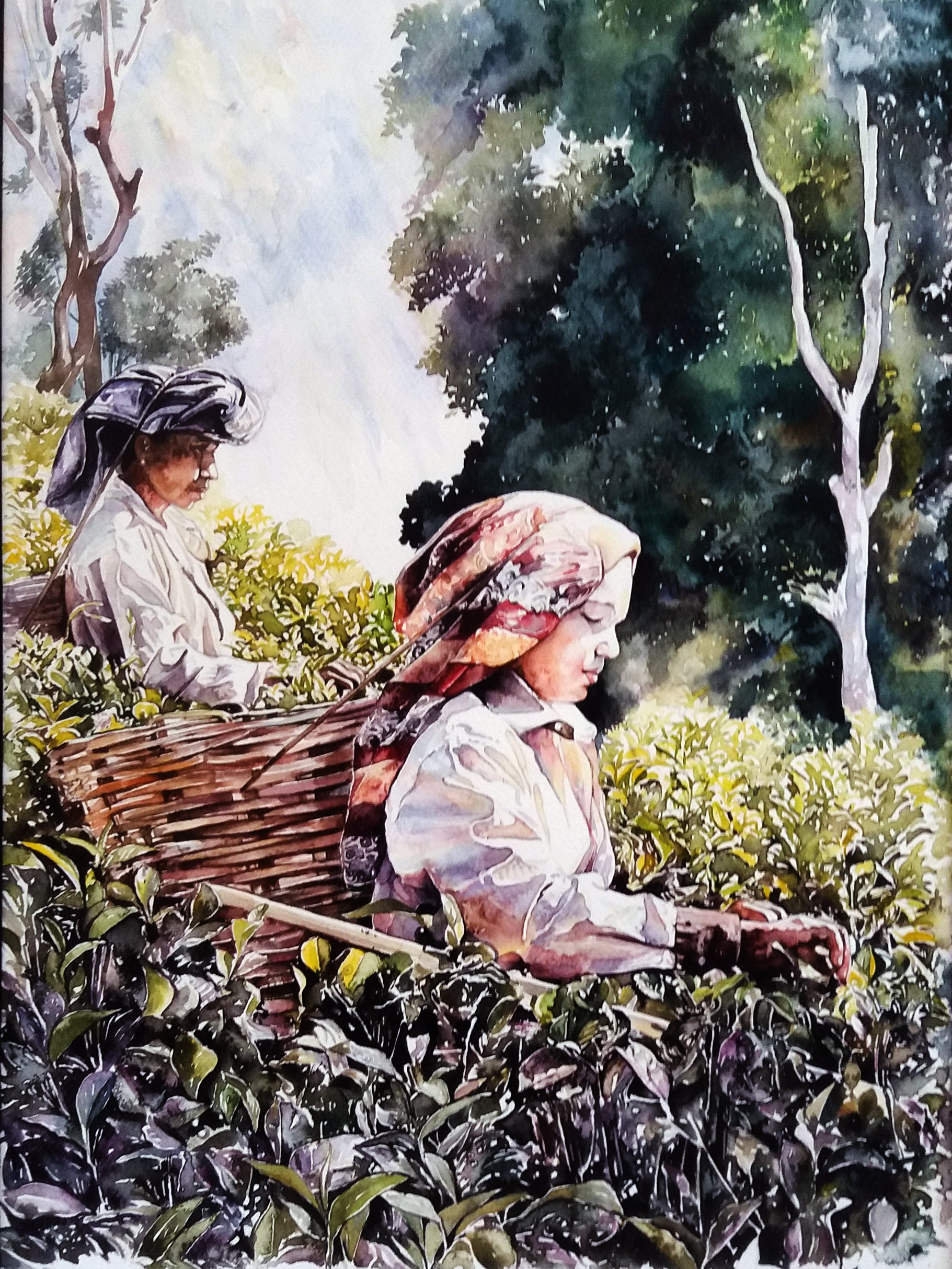Women picking tea leaves by Ayoma Wijerathne
