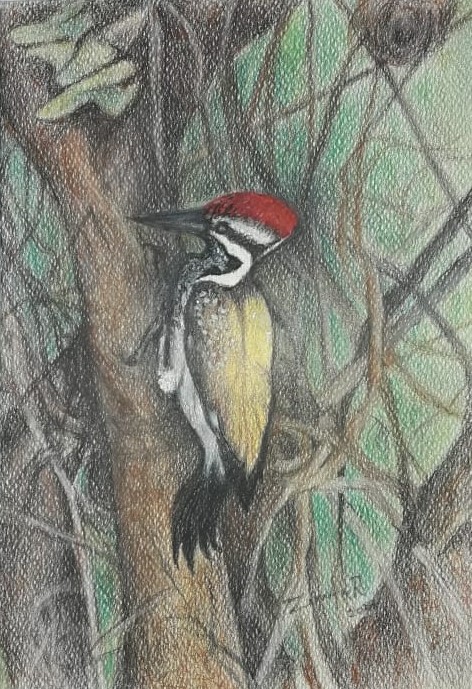 Yellow backed  woodpecker by Zinufa Razik