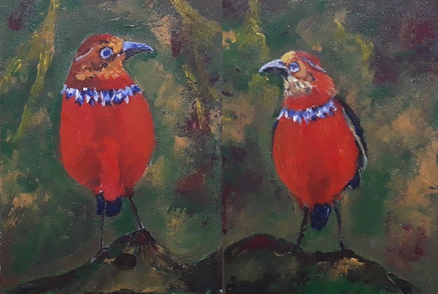 Pair of Blue-banded Pittae by Simpson David