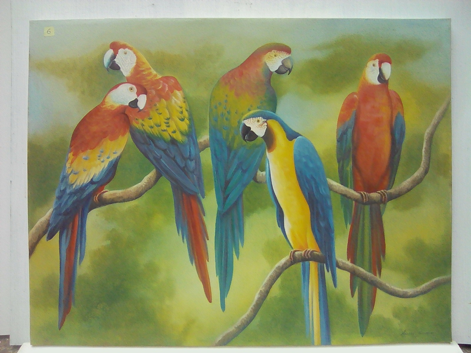 parrots 4 by Anushka Jayasekara