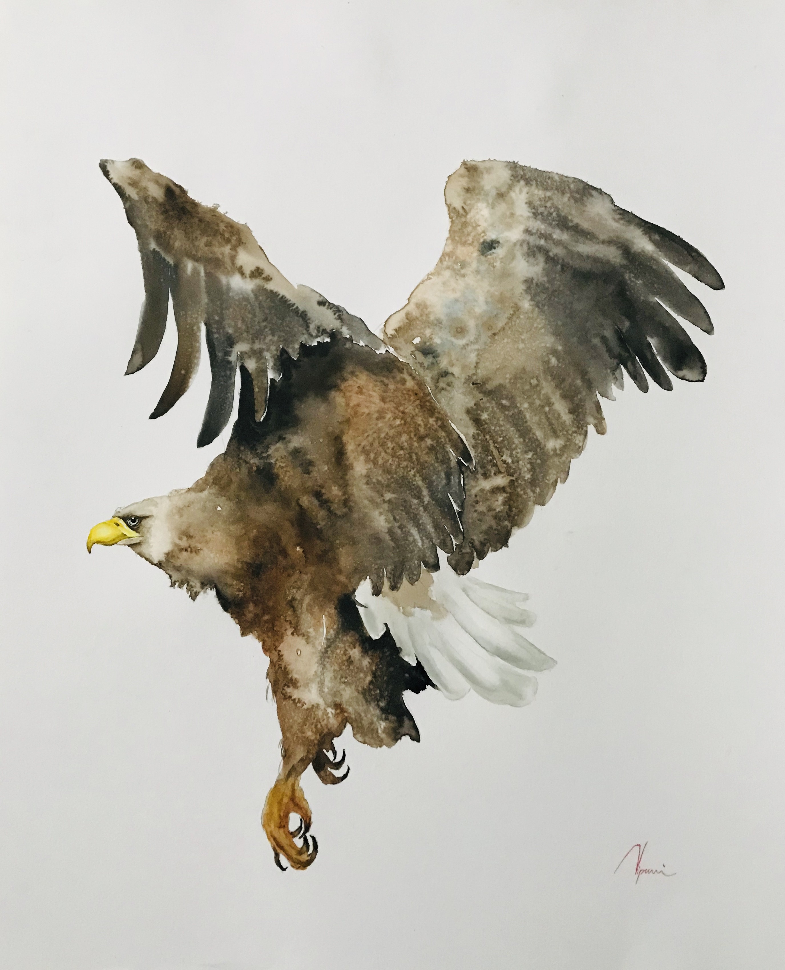 Golden Eagle by NIPUNI MALLIKA ARACHCHI