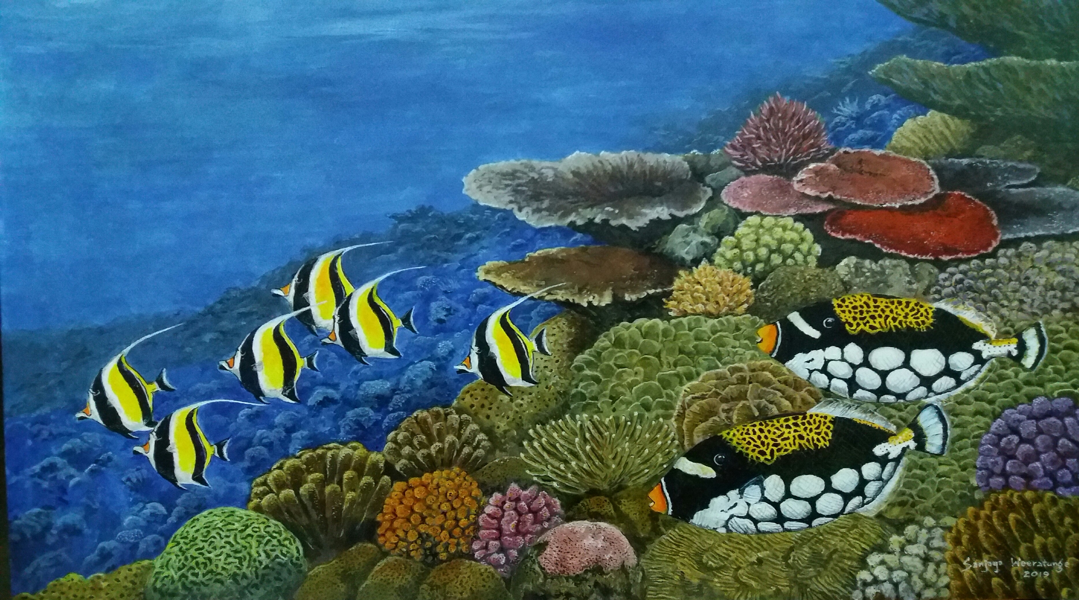 Coral Reef by sanjaya Weeratunge