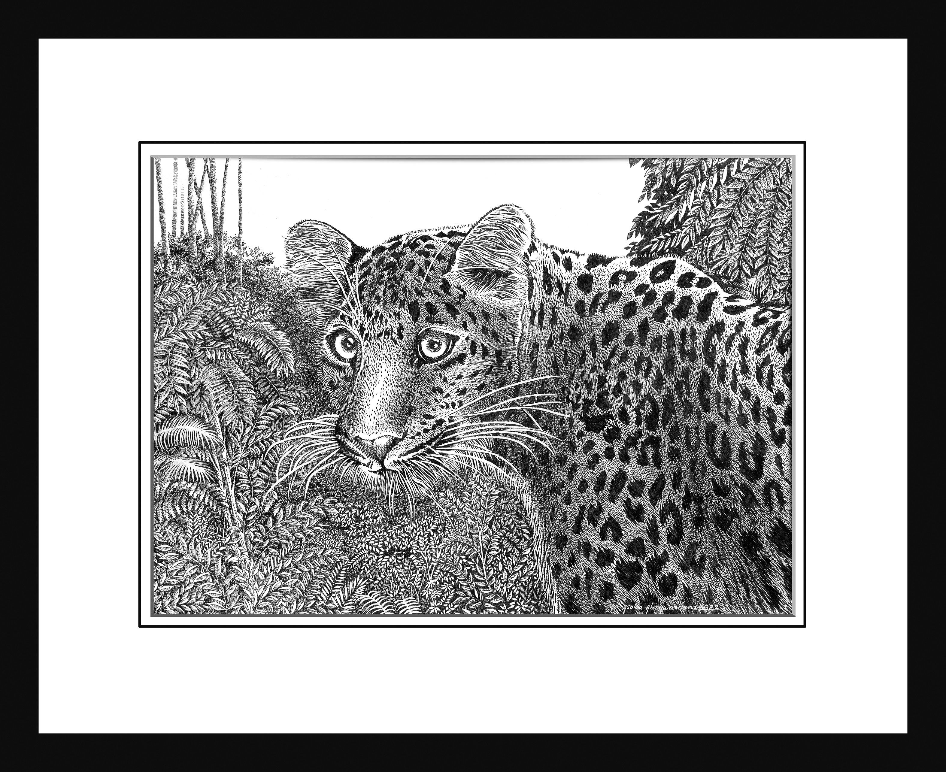 Leopard at Yala by ASOKA ABEYWARDENA
