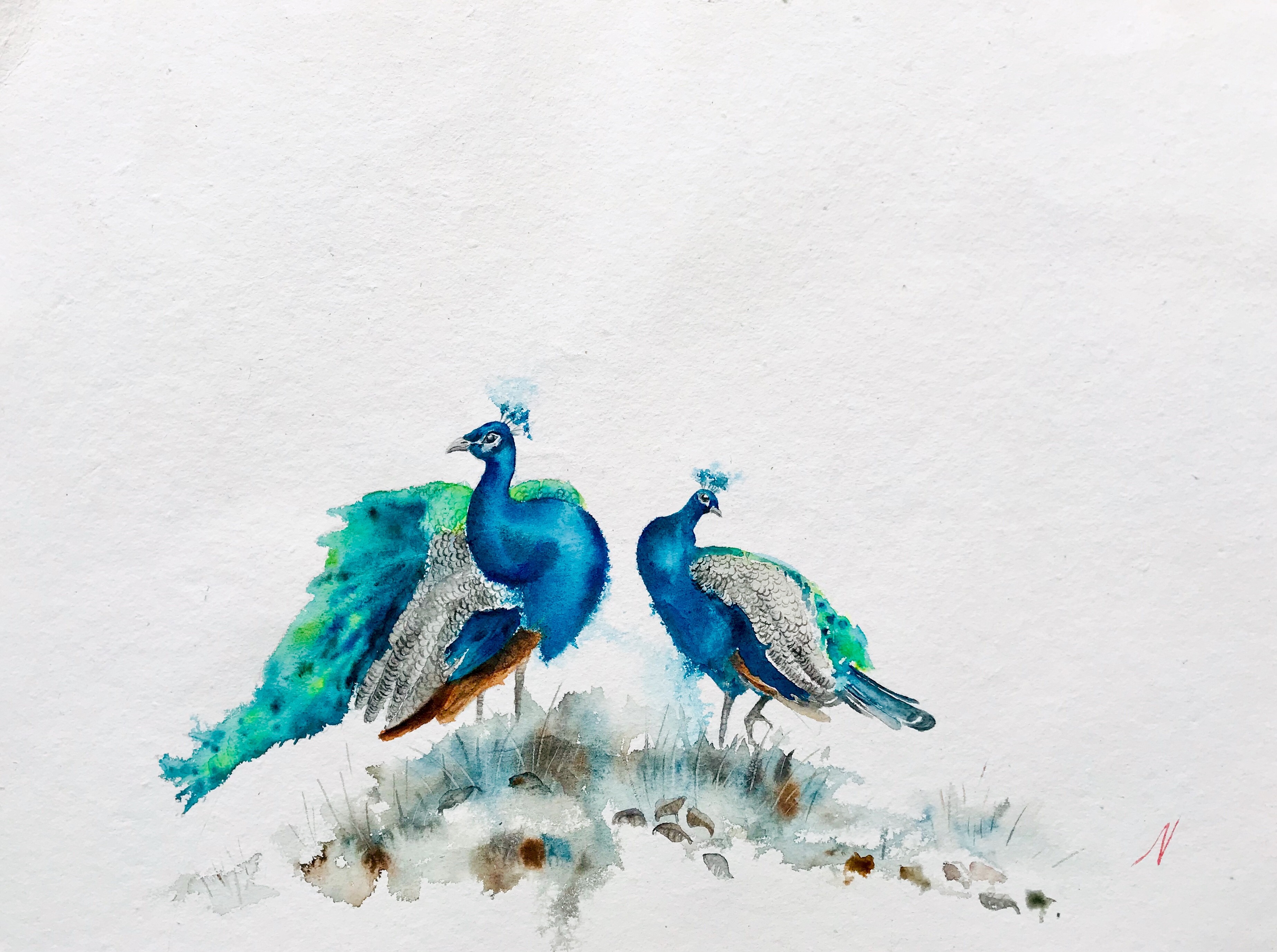 Peacock couple by NIPUNI MALLIKA ARACHCHI