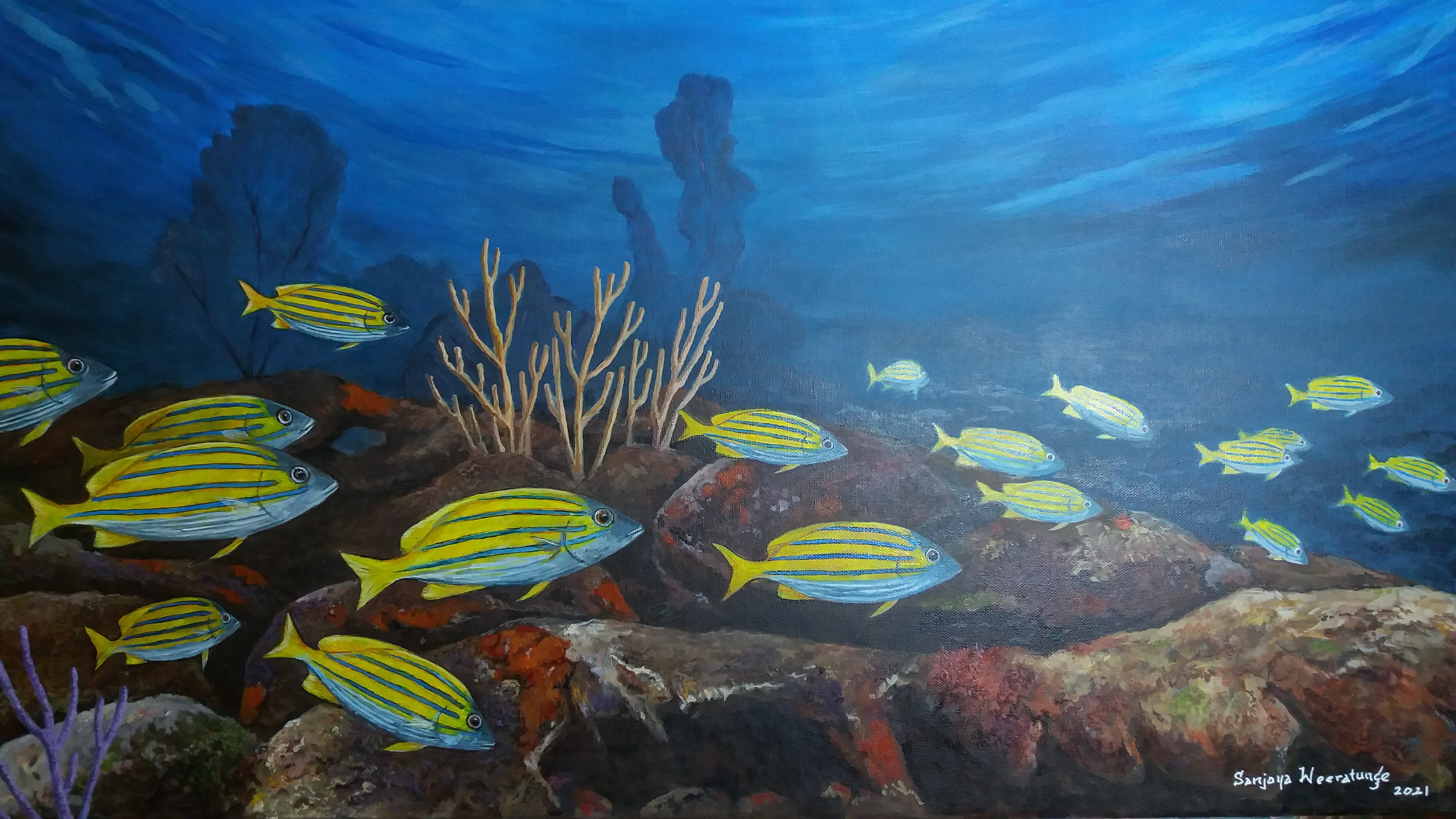 Coral Reef by sanjaya Weeratunge