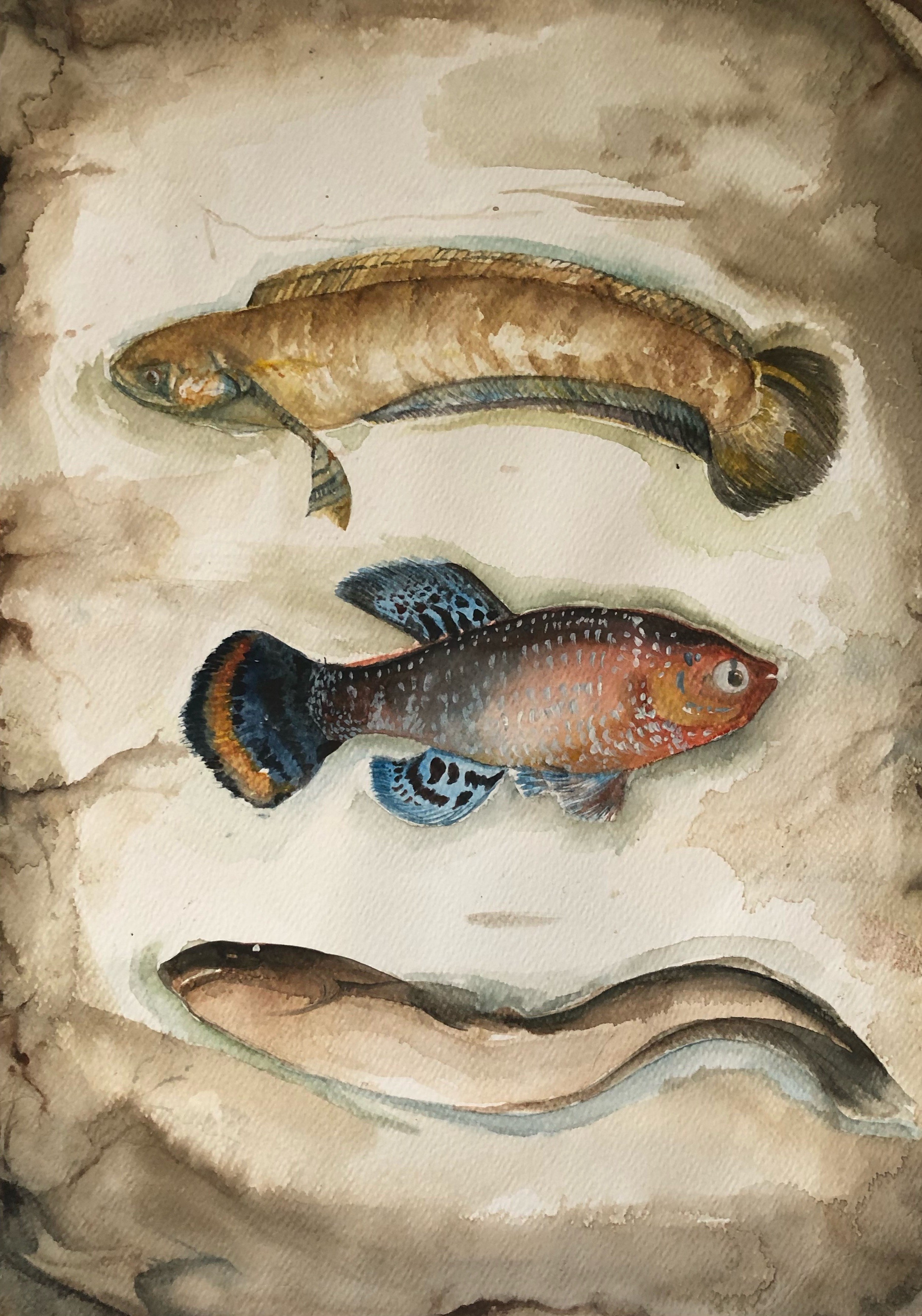 Endemic fish of Sri Lanka by Dulika Silva