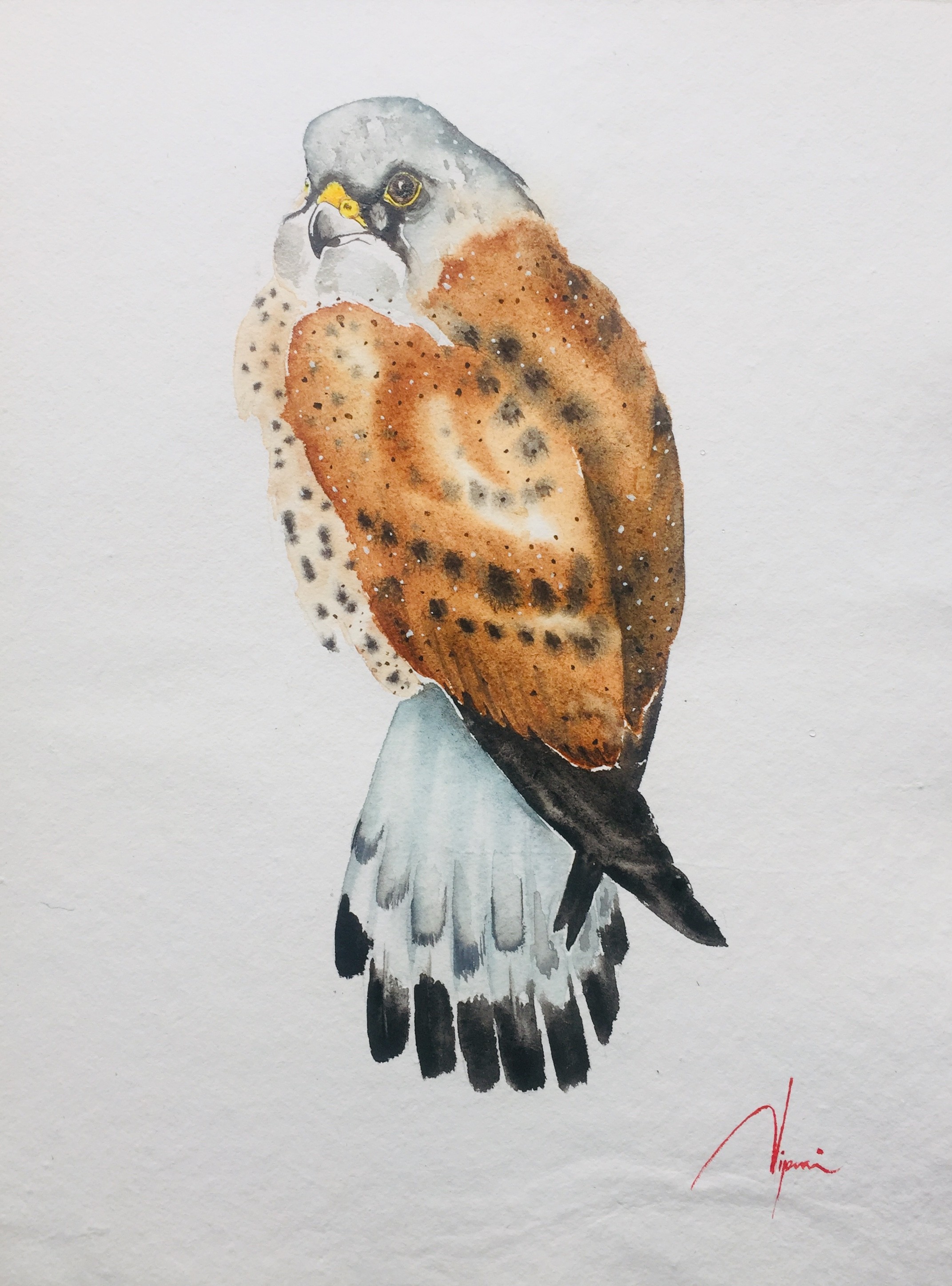 Eurasian kestrel by NIPUNI MALLIKA ARACHCHI