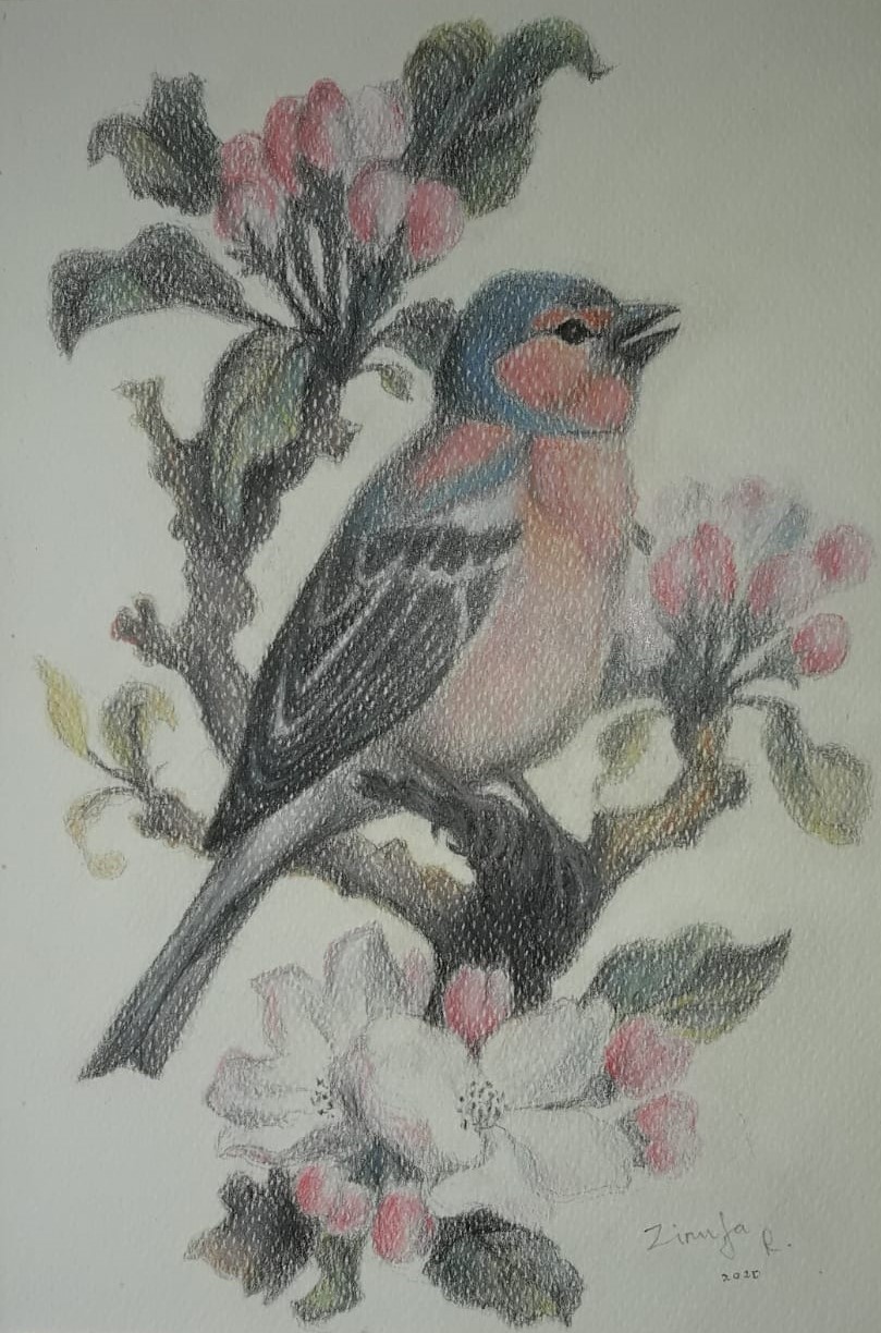 CHAFFINCH by Zinufa Razik