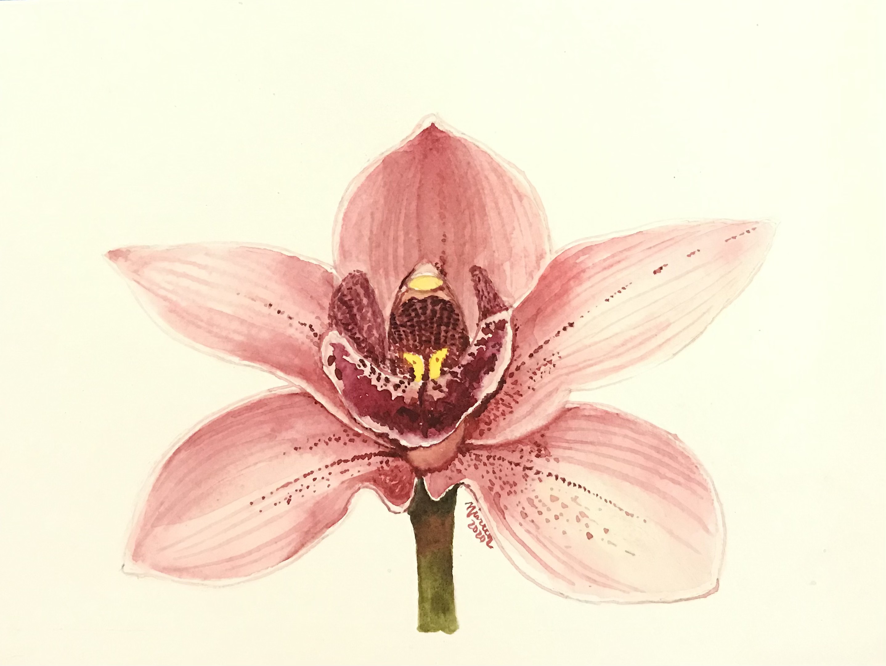 Orchid by Nisreen Amiruddeen