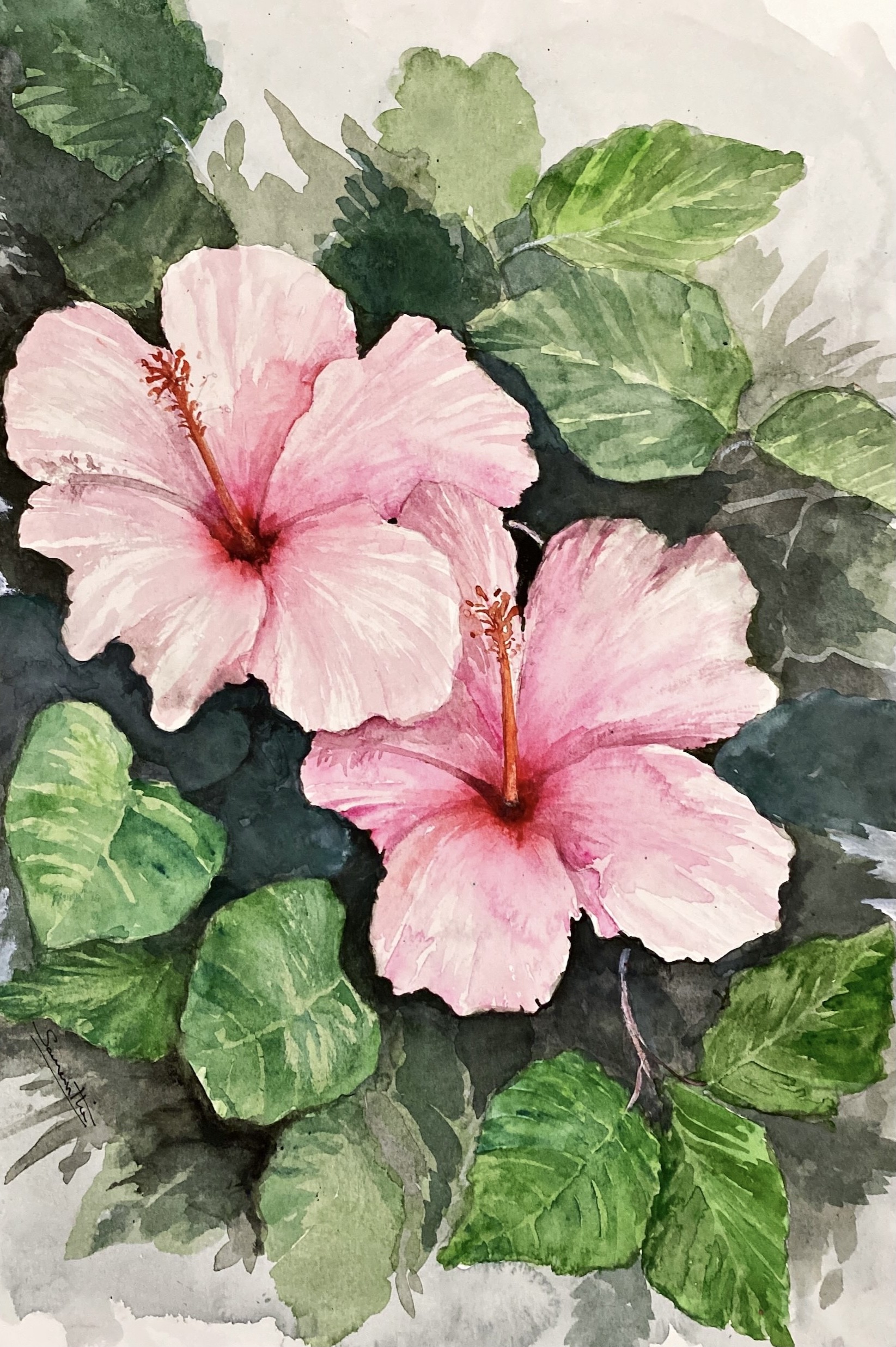 Hibiscus by Samantha Wijesinghe