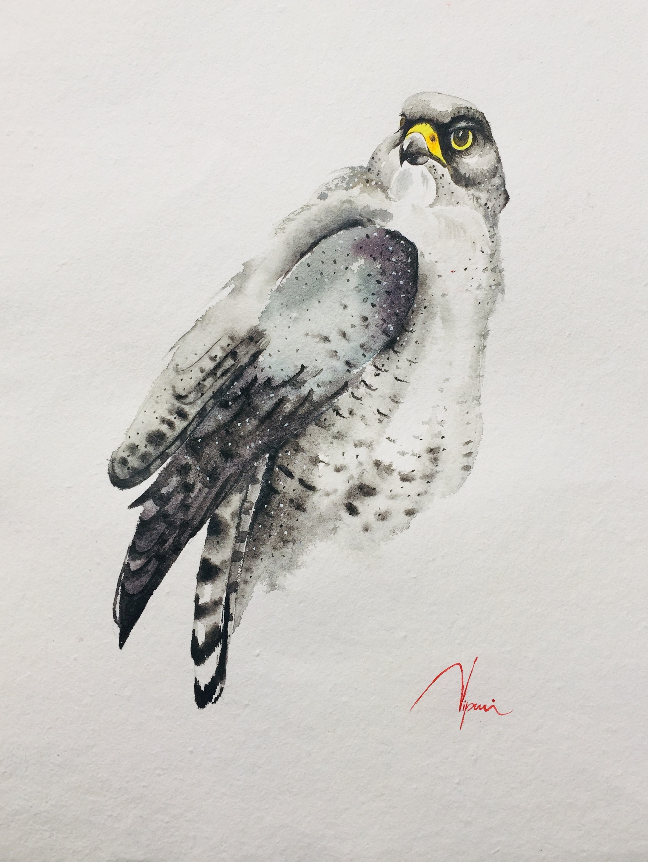 The white Gyrfalcon by NIPUNI MALLIKA ARACHCHI