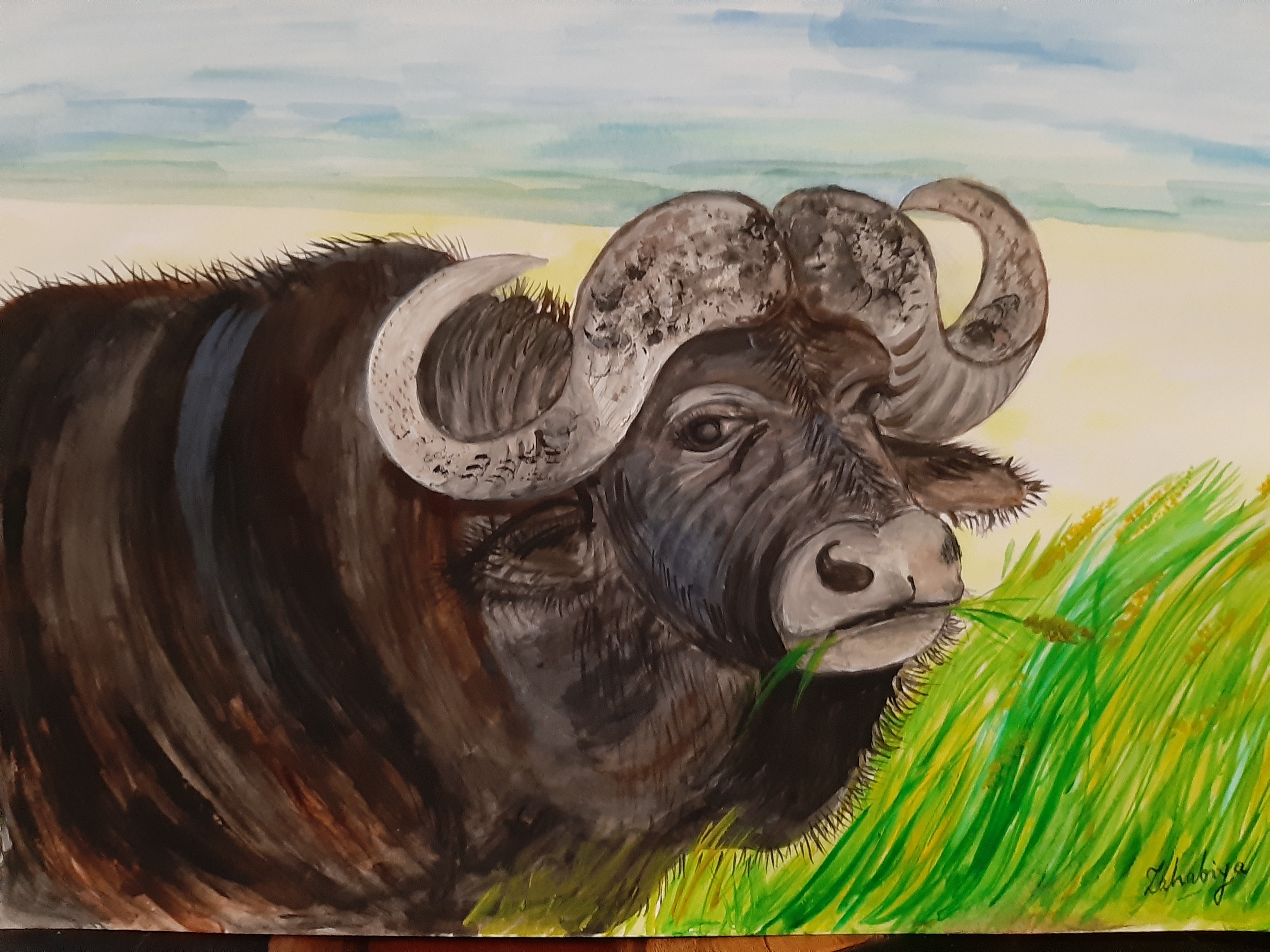 Buffalo by Zahabiya Amiruddeen