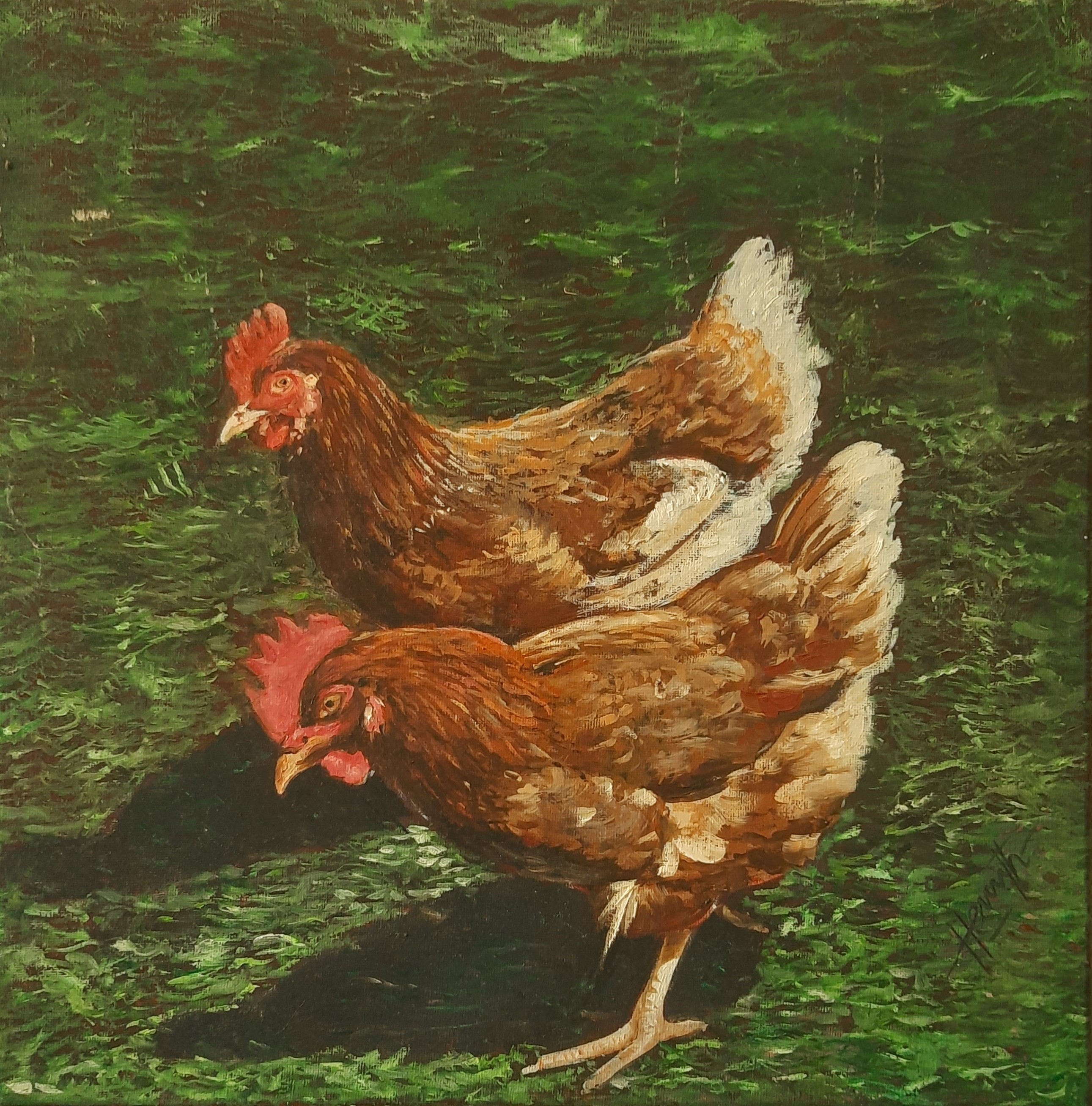 Chickens by Hemantha Bogahawaththa