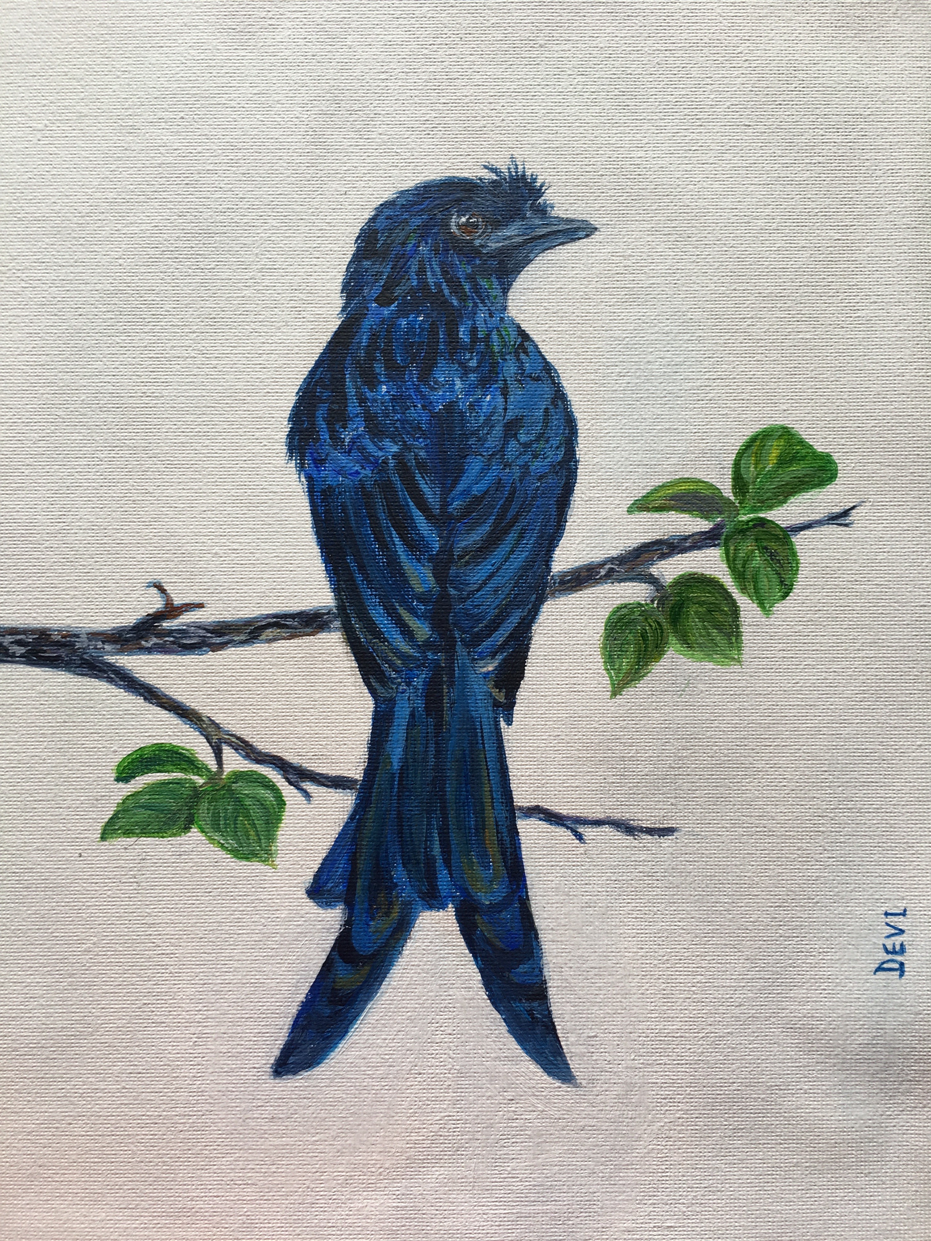 Crested Drongo by Devika Ilayperuma-Florrimell