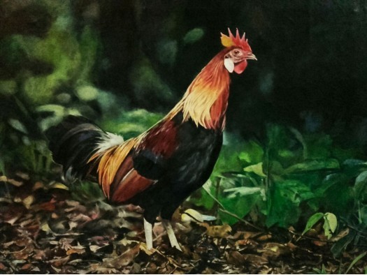 Jungle fowl by Hemantha Warakapitiya