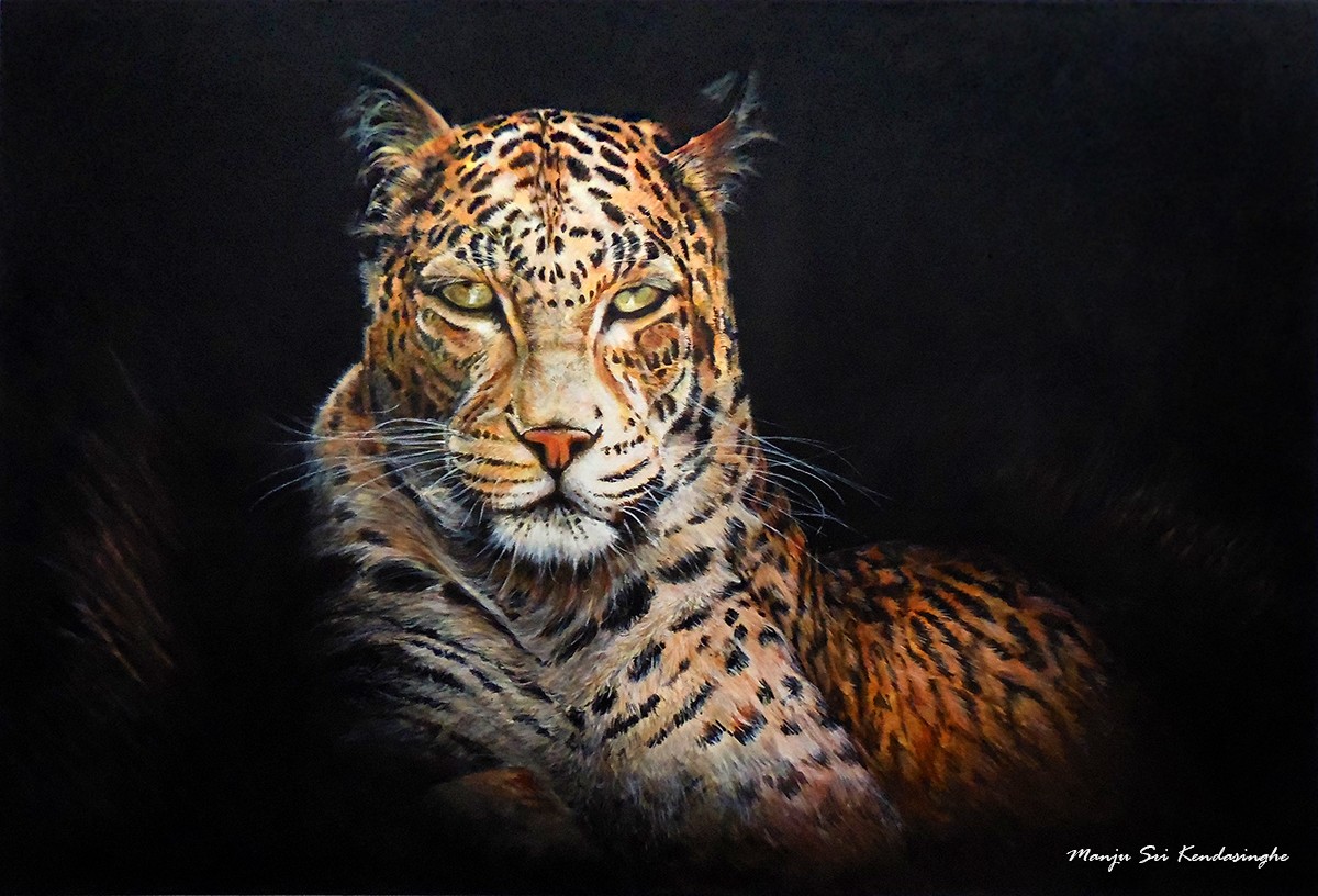 Leopard by Manju Kendasinghe