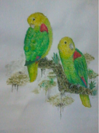 parrot love by Lahiru Dias