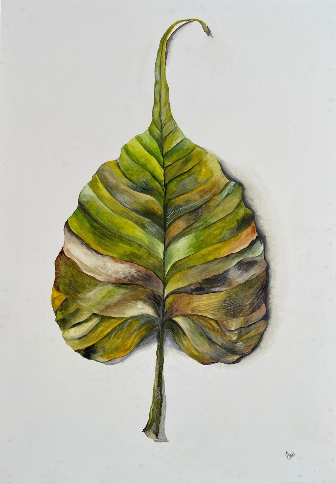 The leaf by Anusha Seermaran