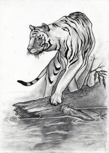 Tiger by Shehan Jayasinghe