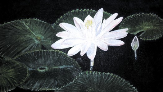 Water  lily by Amaradewa Dissanayake