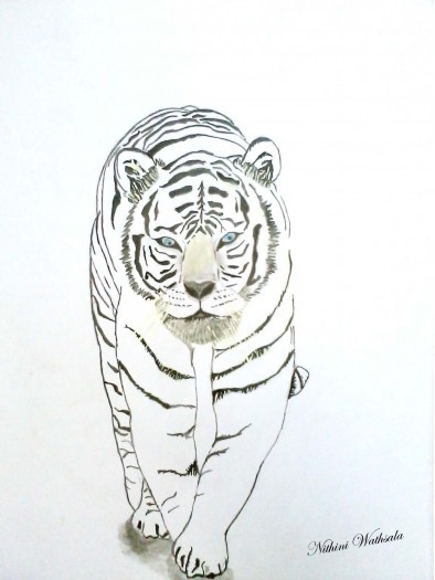 White Tiger by Nithini Wathsala