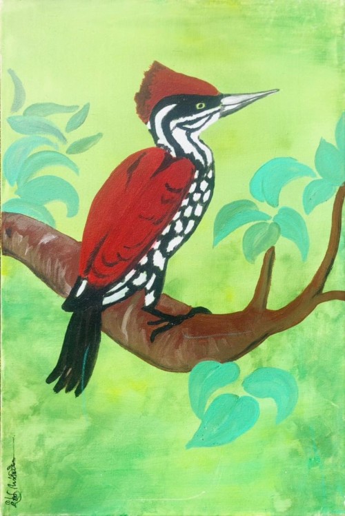 Red Back Woodpecker