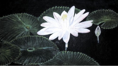 Water  lily