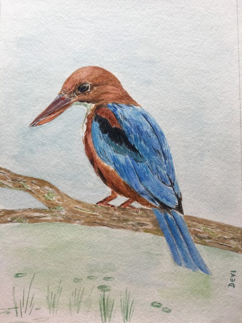 White-throated kingfisher