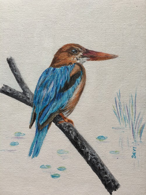 White-throated Kingfisher