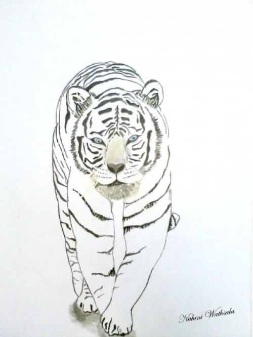 White Tiger