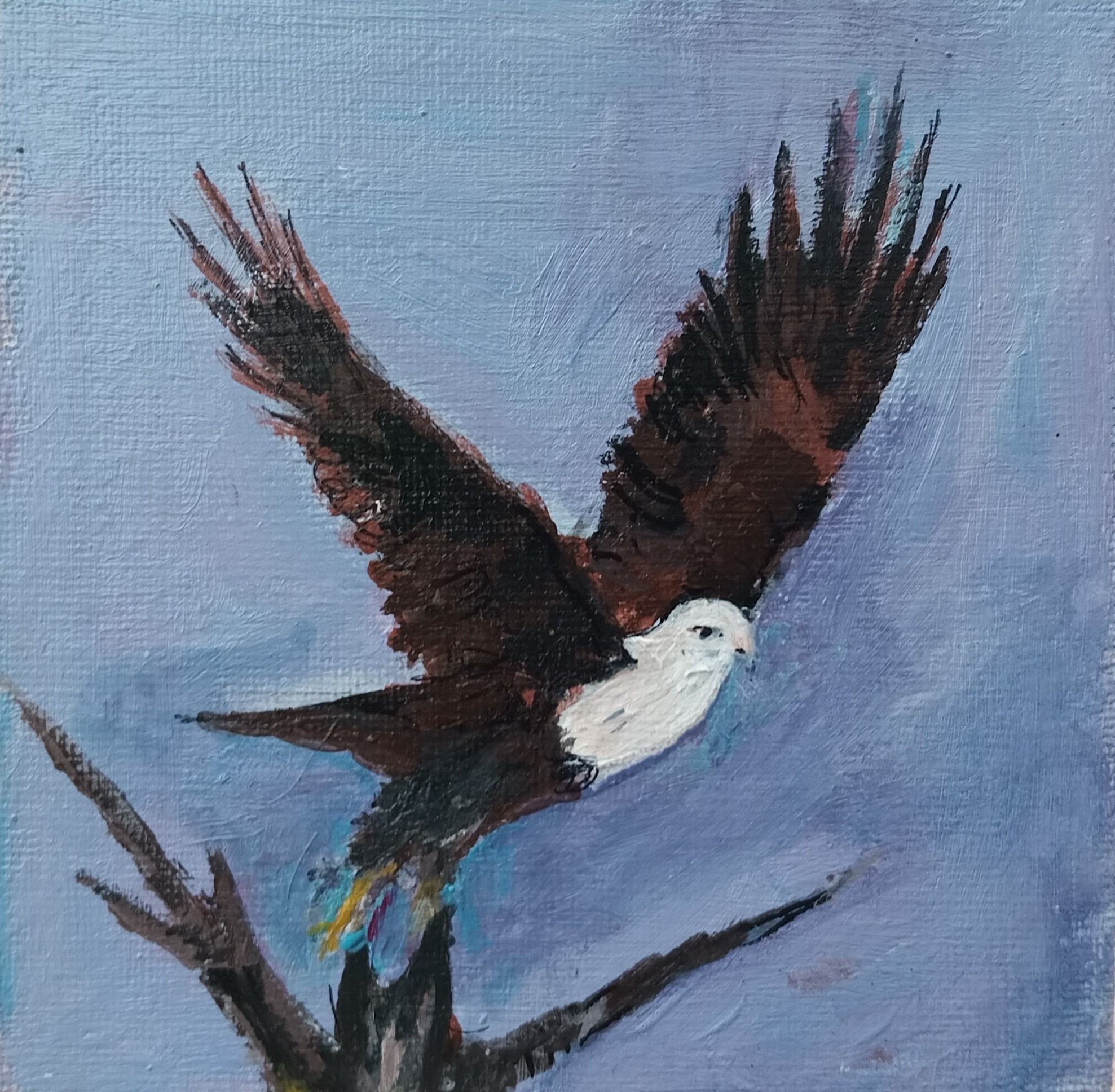 Flying Eagle