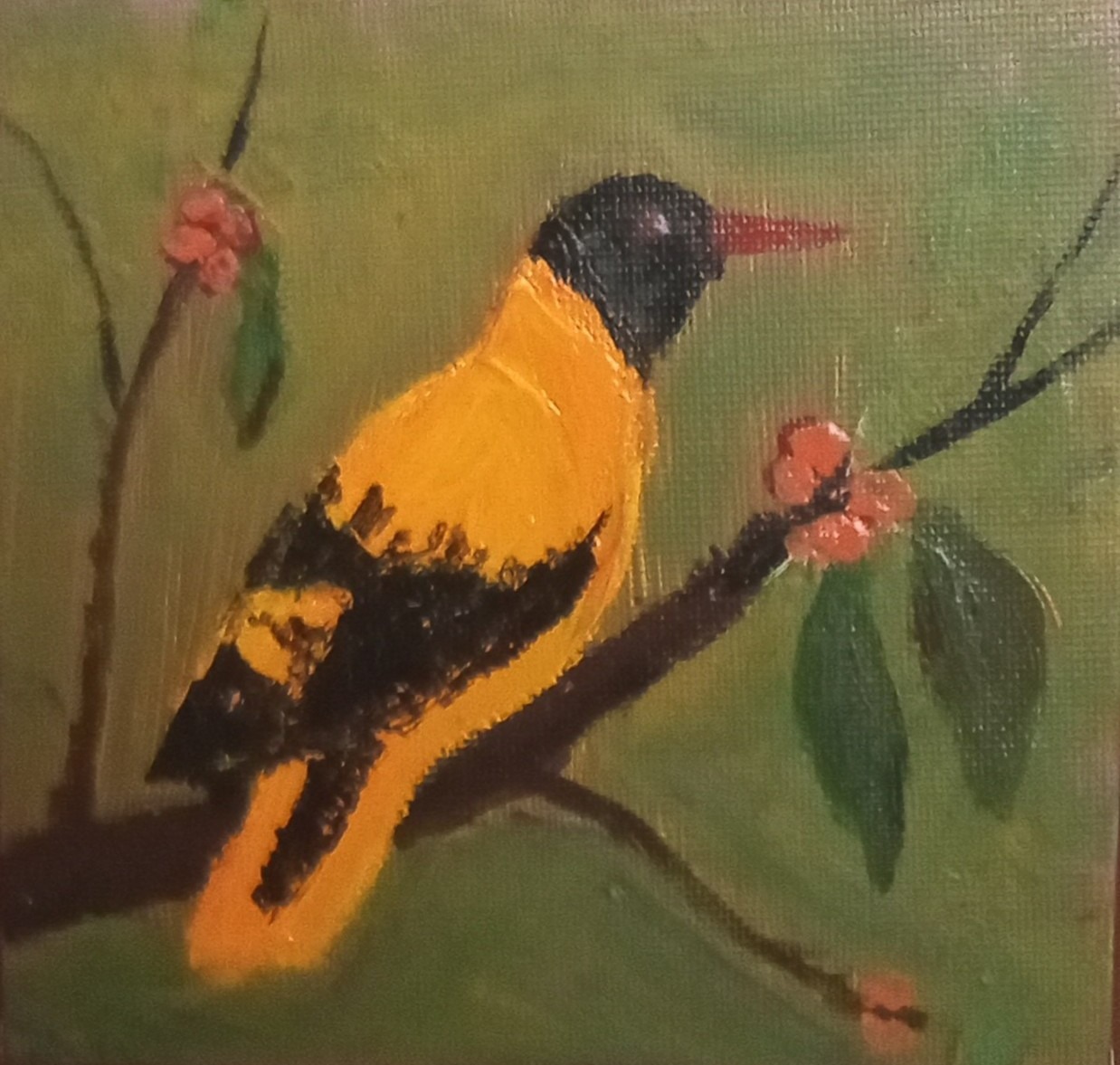 Sri Lankan Oriole