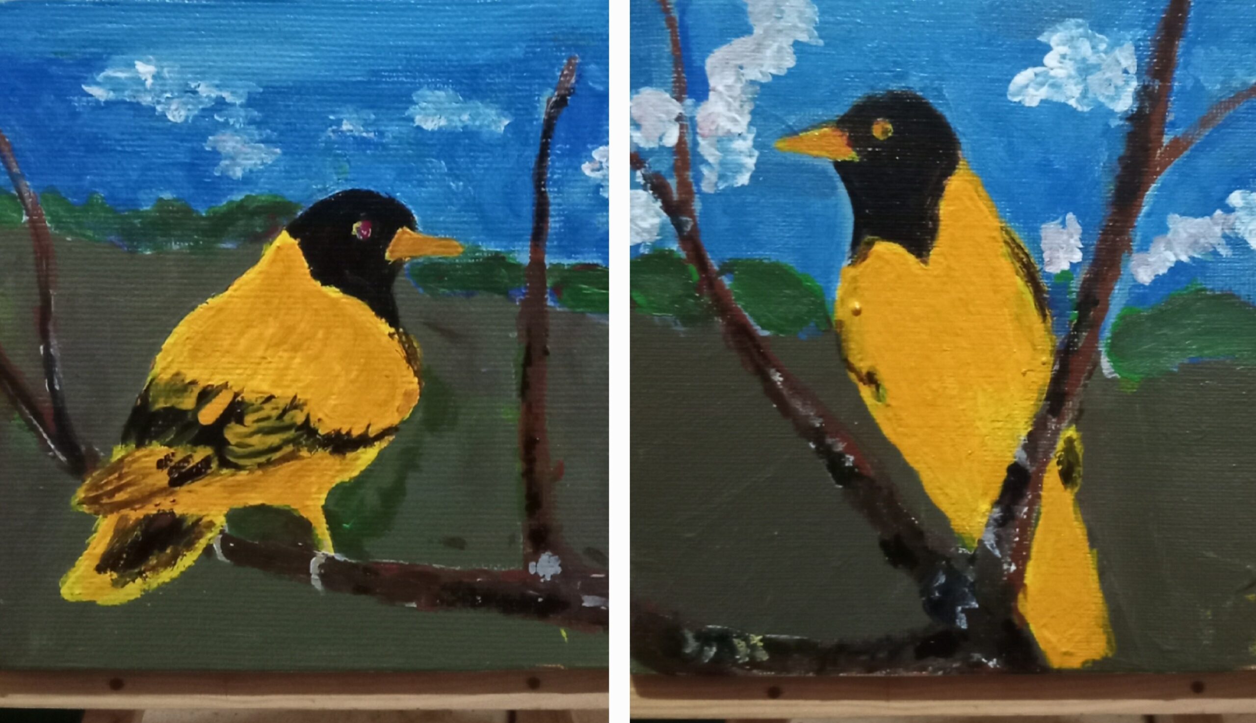Sri Lankan Oriole