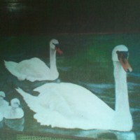 Profile picture of Dishni Perera
