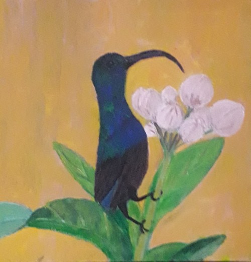 Male - Lotens Sunbird - Godagama