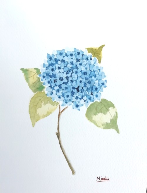 Hydrangeas