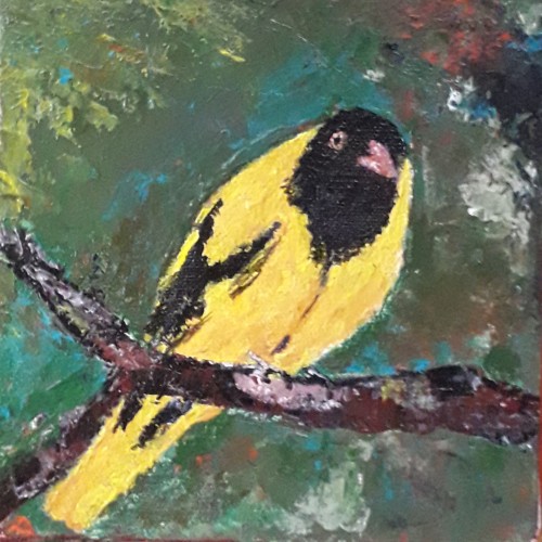 Black Headed Oriole
